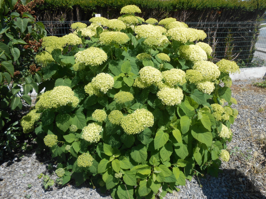 les hortensias . - Page 43 Dscn5550