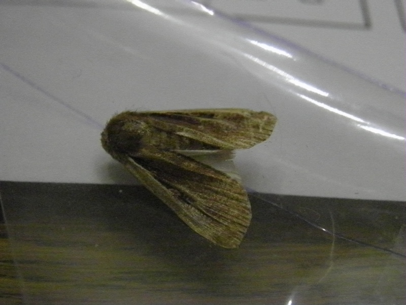 identification petit papillon nocturne P8070111