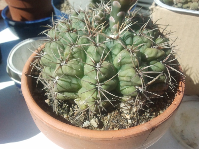 [IDENTIFIE] Gymnocalycium baldianum 2013-010