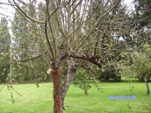 Apple tree pest?? Sany3311