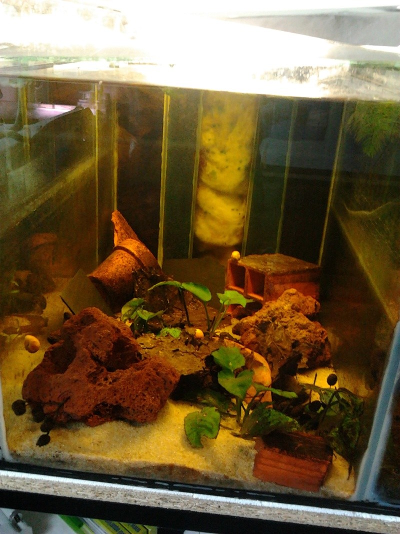 Fish-dodo-room Photo048
