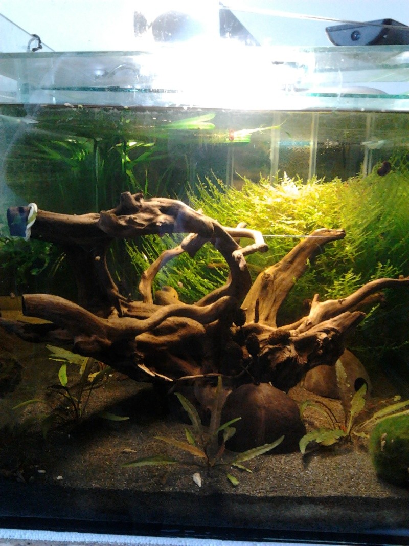 Fish-dodo-room Photo049