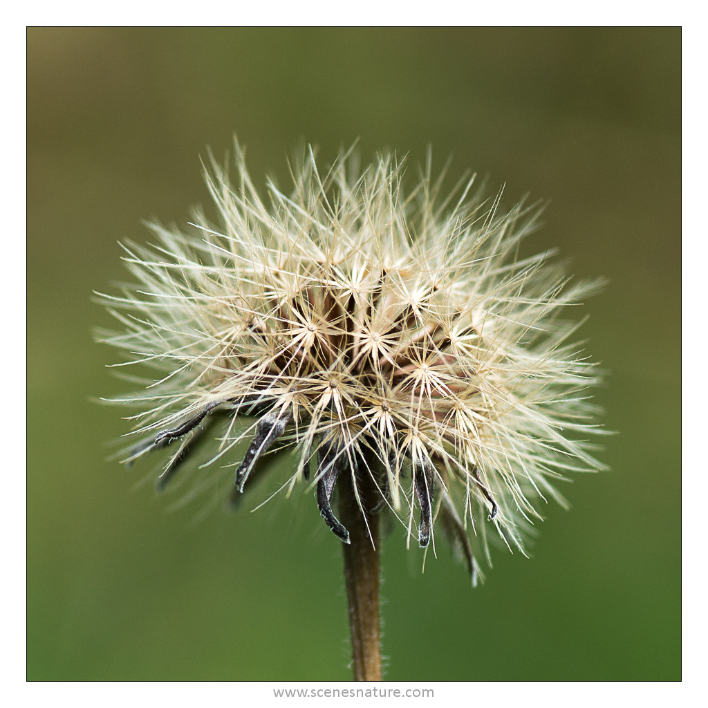 Fleur de chardon 29082014