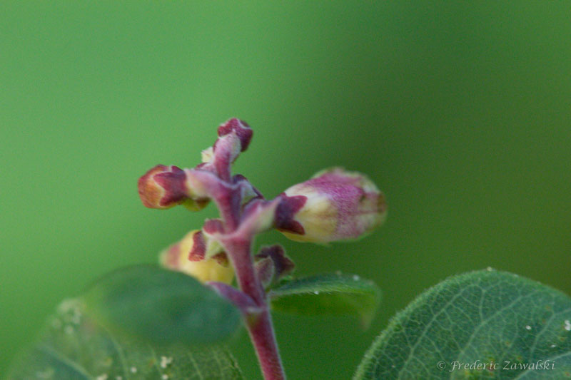 Préfloraison Cytisus purpureus Img_1412