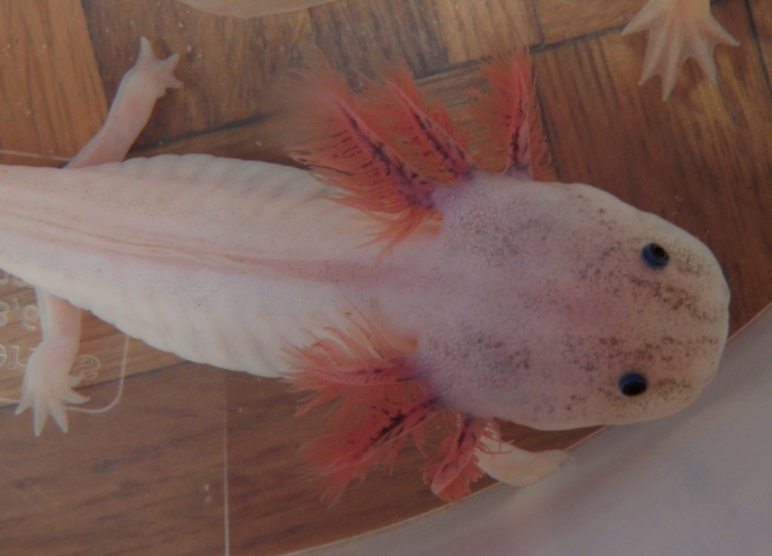 mes axolotls A10