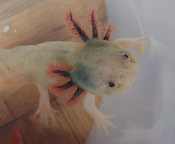 mes axolotls C10