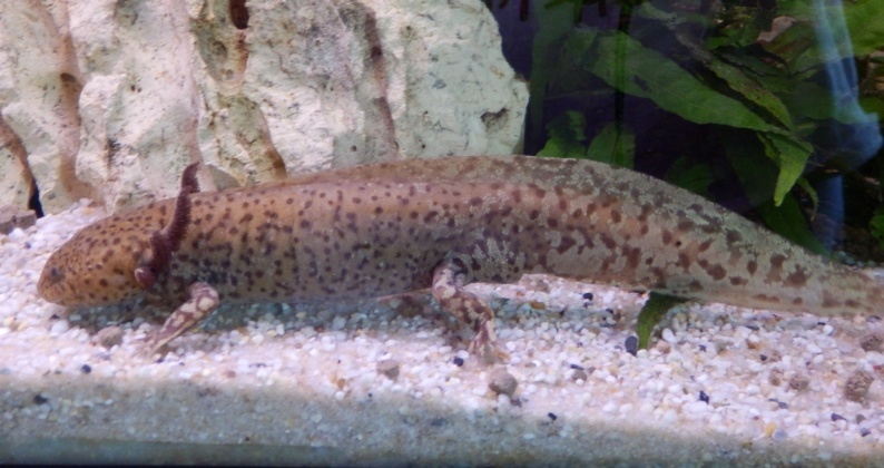 mes axolotls Leman10