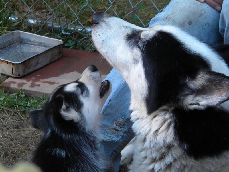 home - *UPDATE *Pups are eight weeks old (10/14) and Caoimhe is home! - Page 6 Dscn3715