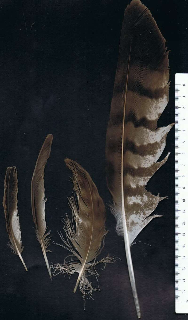 4 plumes (buse?, bergeronette?) 4_00110