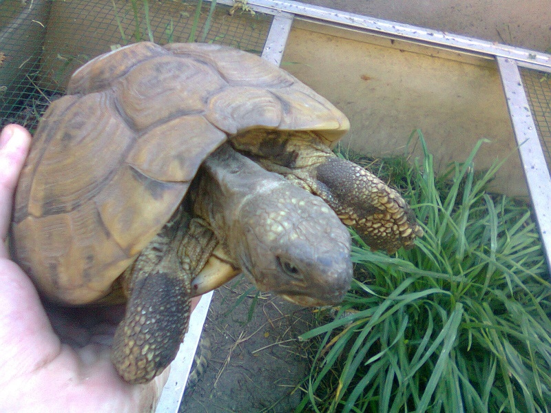 Identification +age tortue Photo014