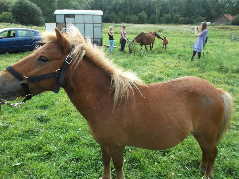 ULYSSE, cheval borgne de 10 ans Ulysse10