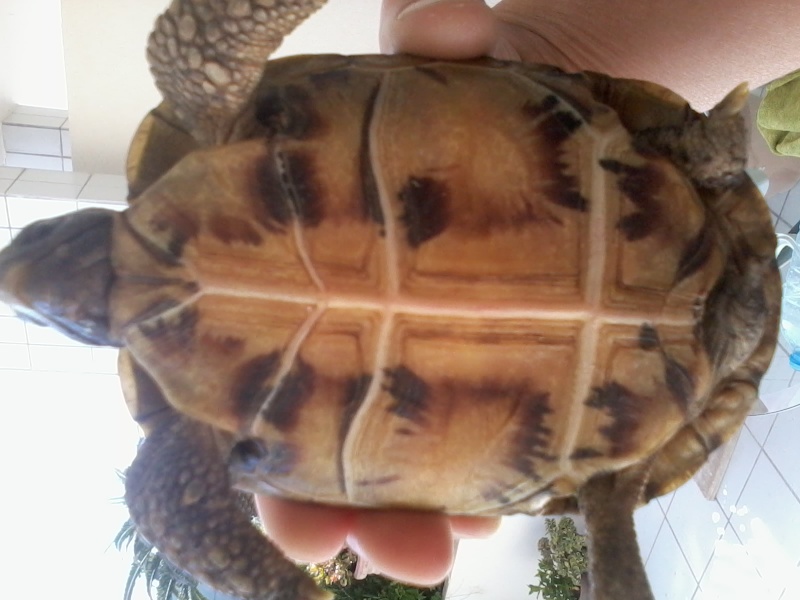 tortue trouvée, besoin d'identitifier l'espèce  2013-014