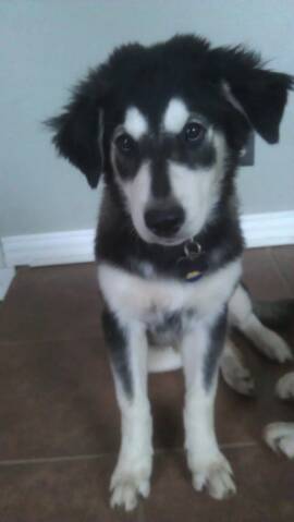 Husky with floppy ears clearance