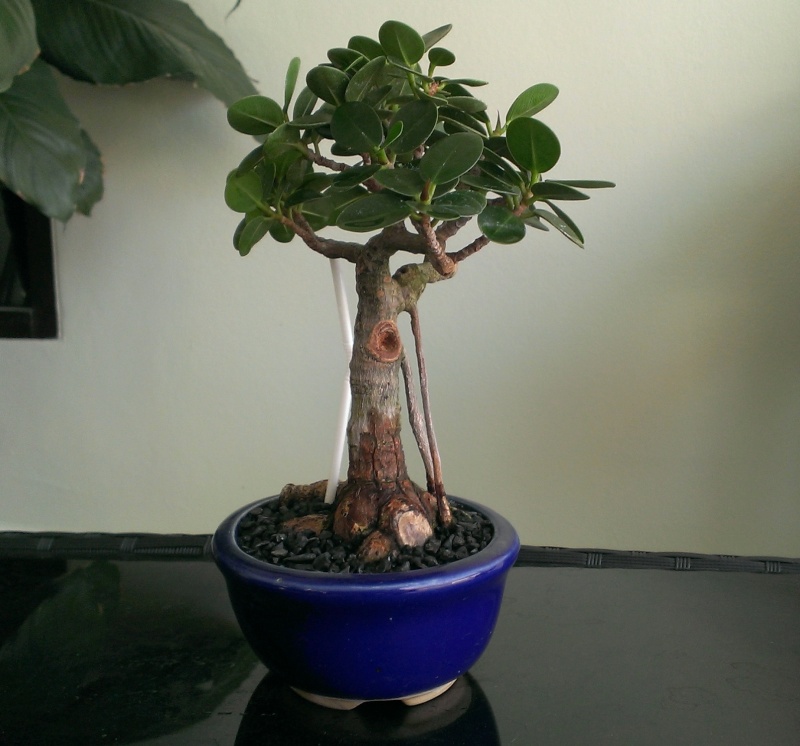 Advice on Progression of my Ficus Microcarpa Green Island Ficus_19