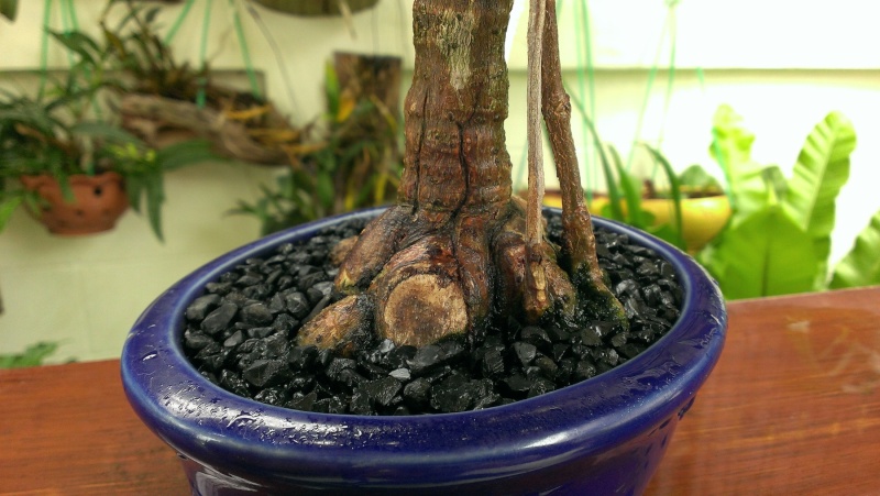 Advice on Progression of my Ficus Microcarpa Green Island Imag0012