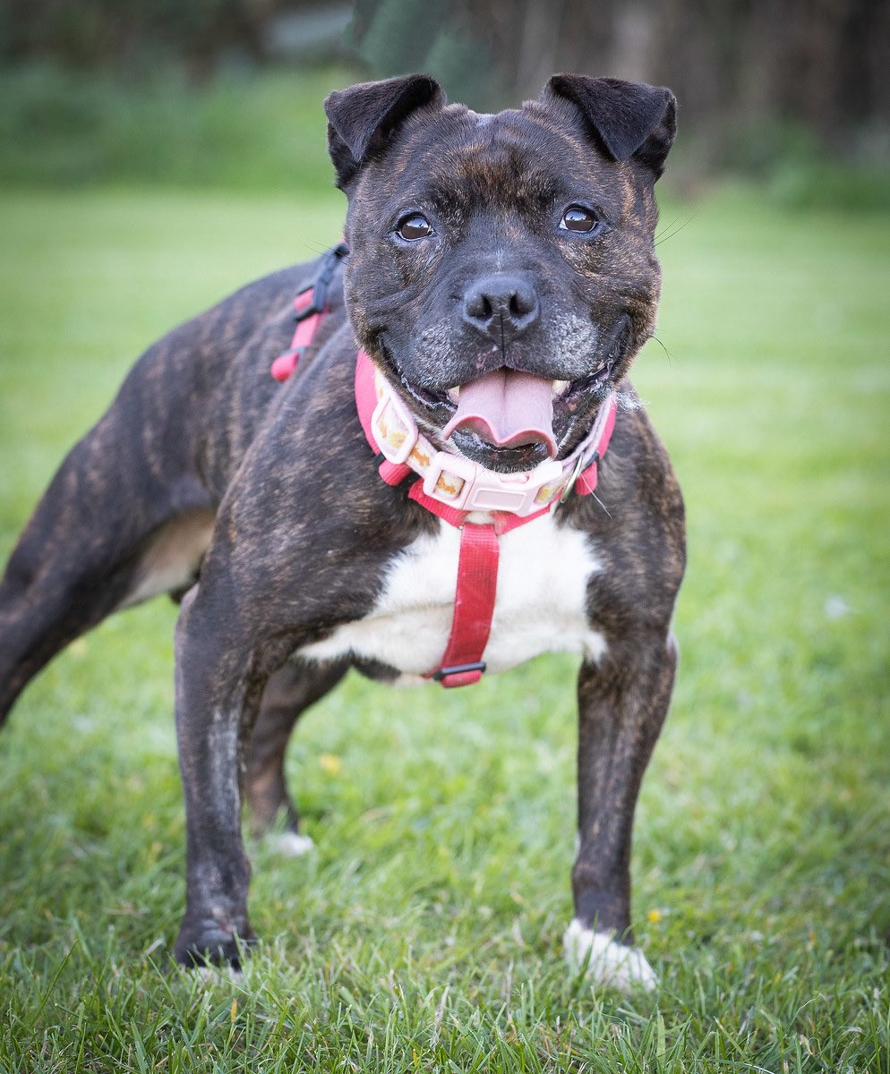 Chica, Female, Staffie, 7/8 yrs old - Shrewsbury Chica311