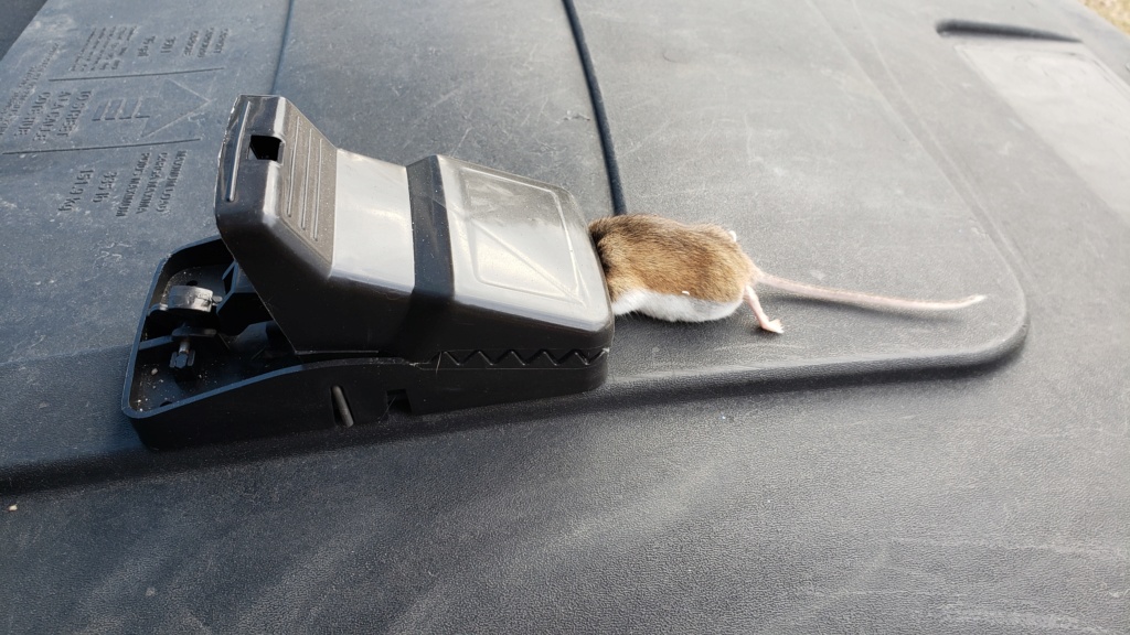 watch out for mice Dead_m10