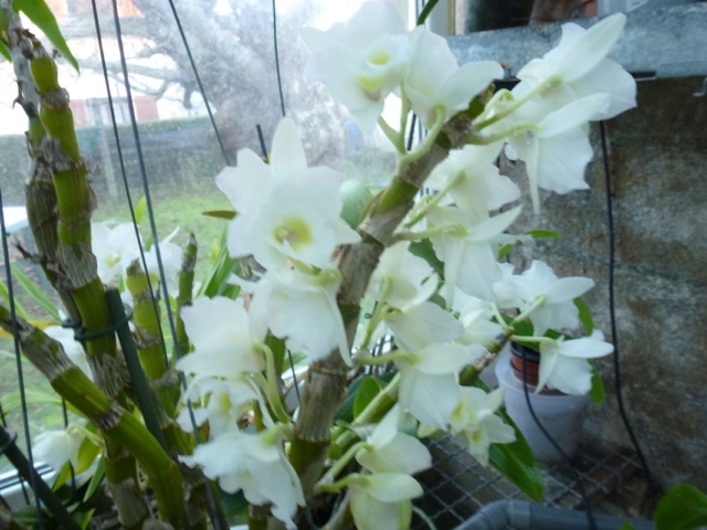 Dendrobium de type nobile P1070212