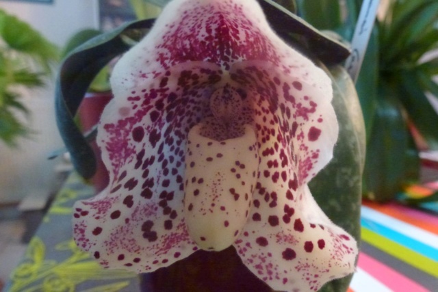 Paphiopedilum bellatulum  Paphio23