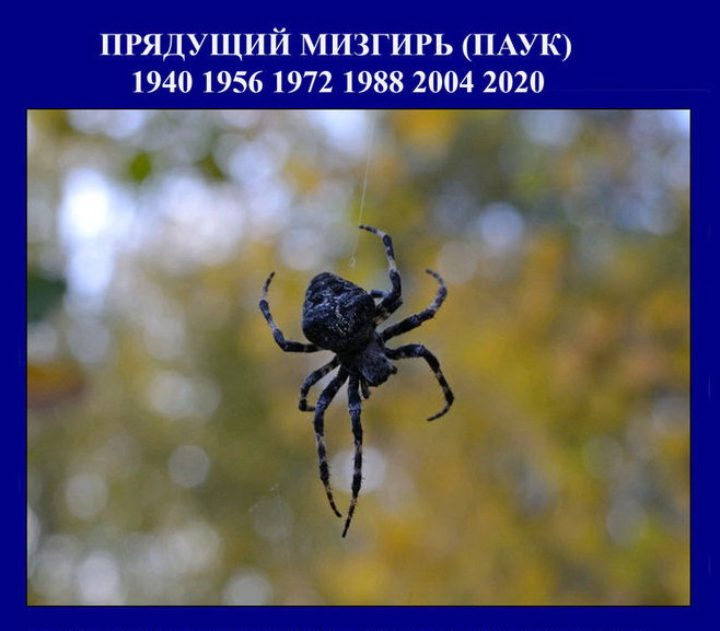 С наступающим Новолетием паука Mizgir10