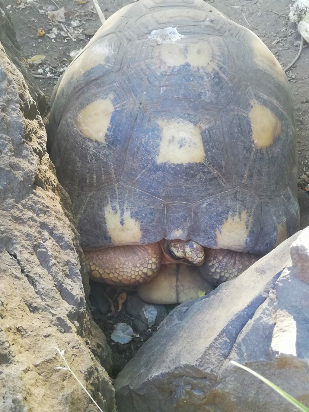 Identifications tortues radiées de Madagascar ? Img-2022