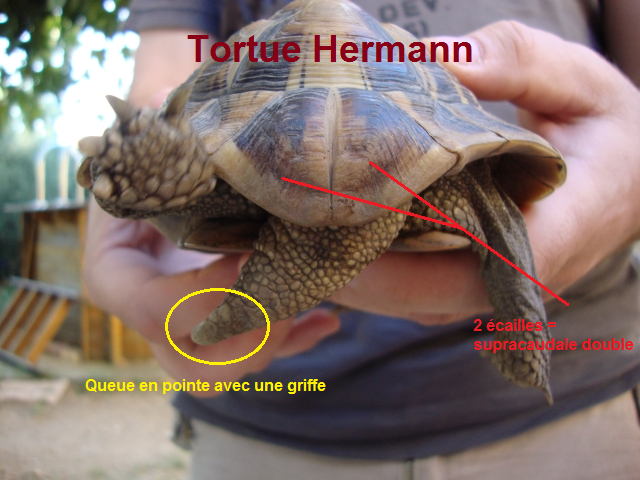 Tortue Hermann ? 32374612