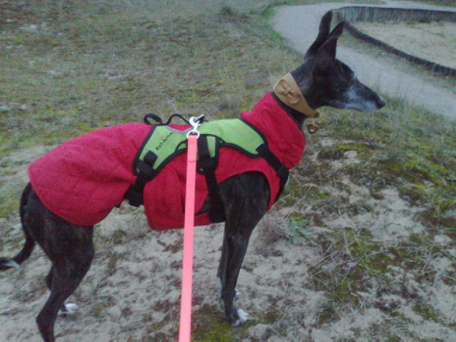 Nuriana galga bringée de 2015 Adoptée - Page 2 20112010
