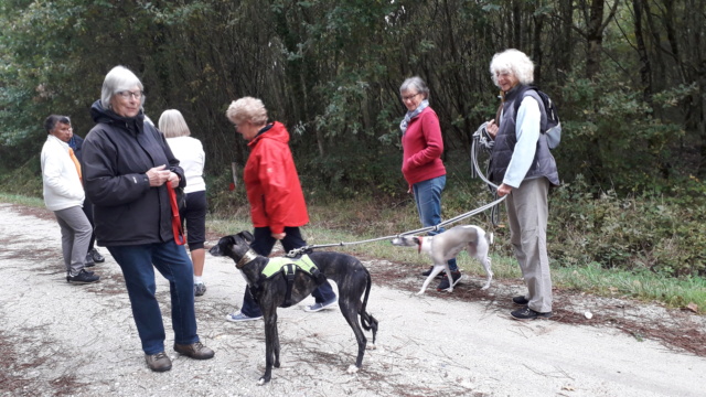 Nuriana galga bringée de 2015 Adoptée - Page 2 20181012