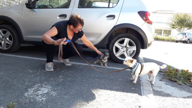 Peyo petit chihuahua à l'adoption 20181013