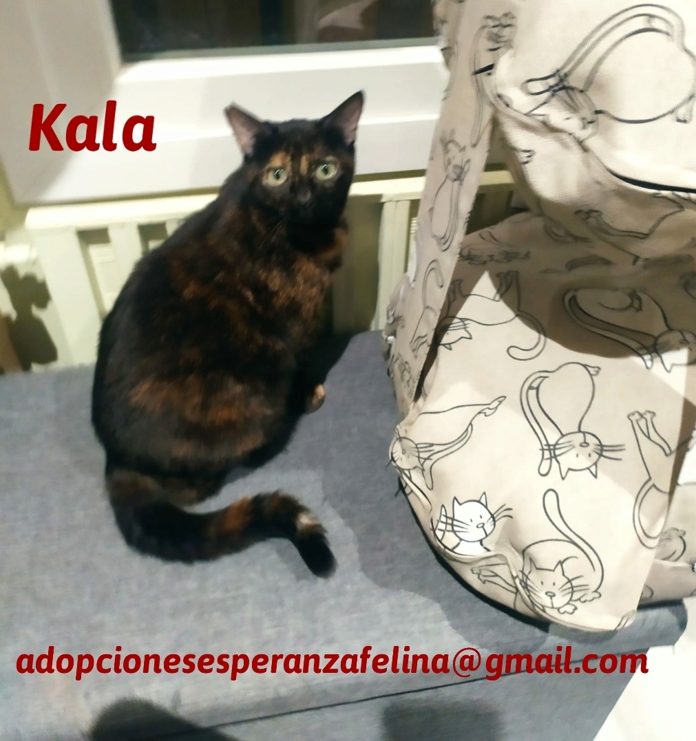 Kala, preciosa carey (Fec. Nac. Aprox. 01/01/2017) - Página 2 20210110