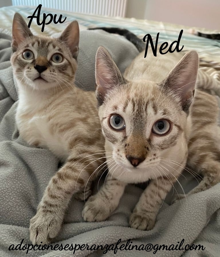 Apu y Ned en adopción.Alava, España. (F.n aprox 22/04/21)  20210911