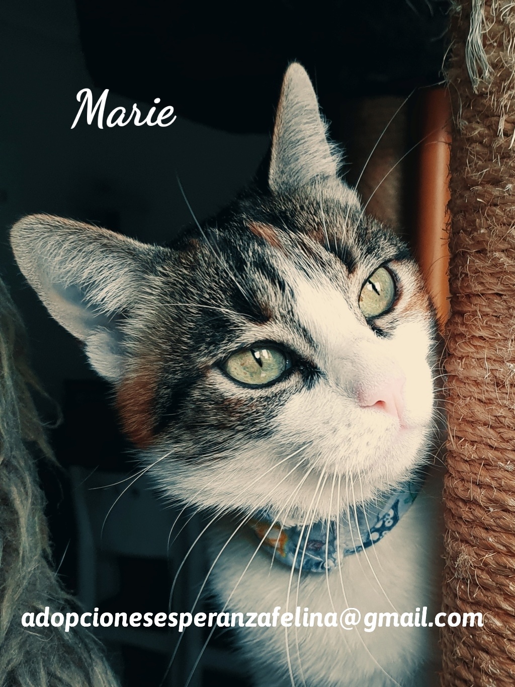 Marie, preciosa tricolor busca hogar (F.N Aprox: 03/2019) 20210914