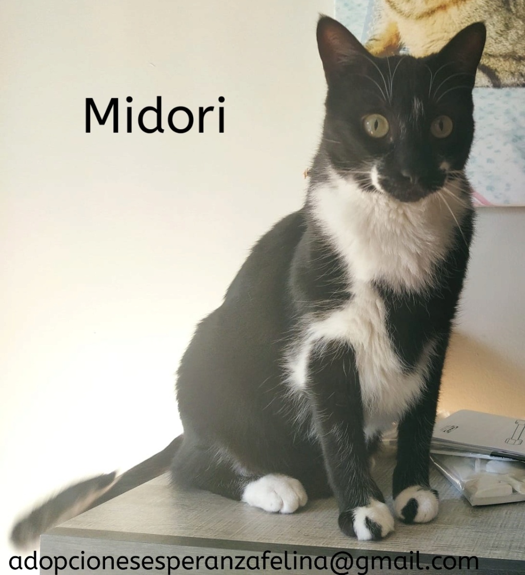 MIDORI, precioso gatito en adopción (F.Nac. 06/01/2017) 20220112