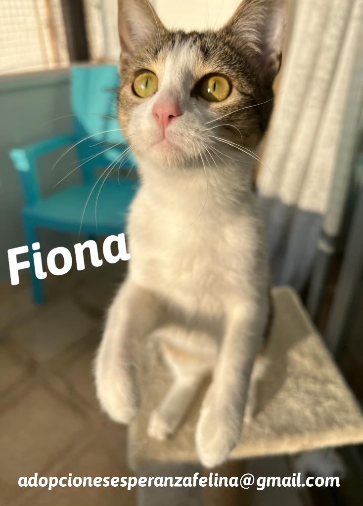 Fiona en adopción. Álava-ESP (F.N. aprox. 26/09/21) 20220312