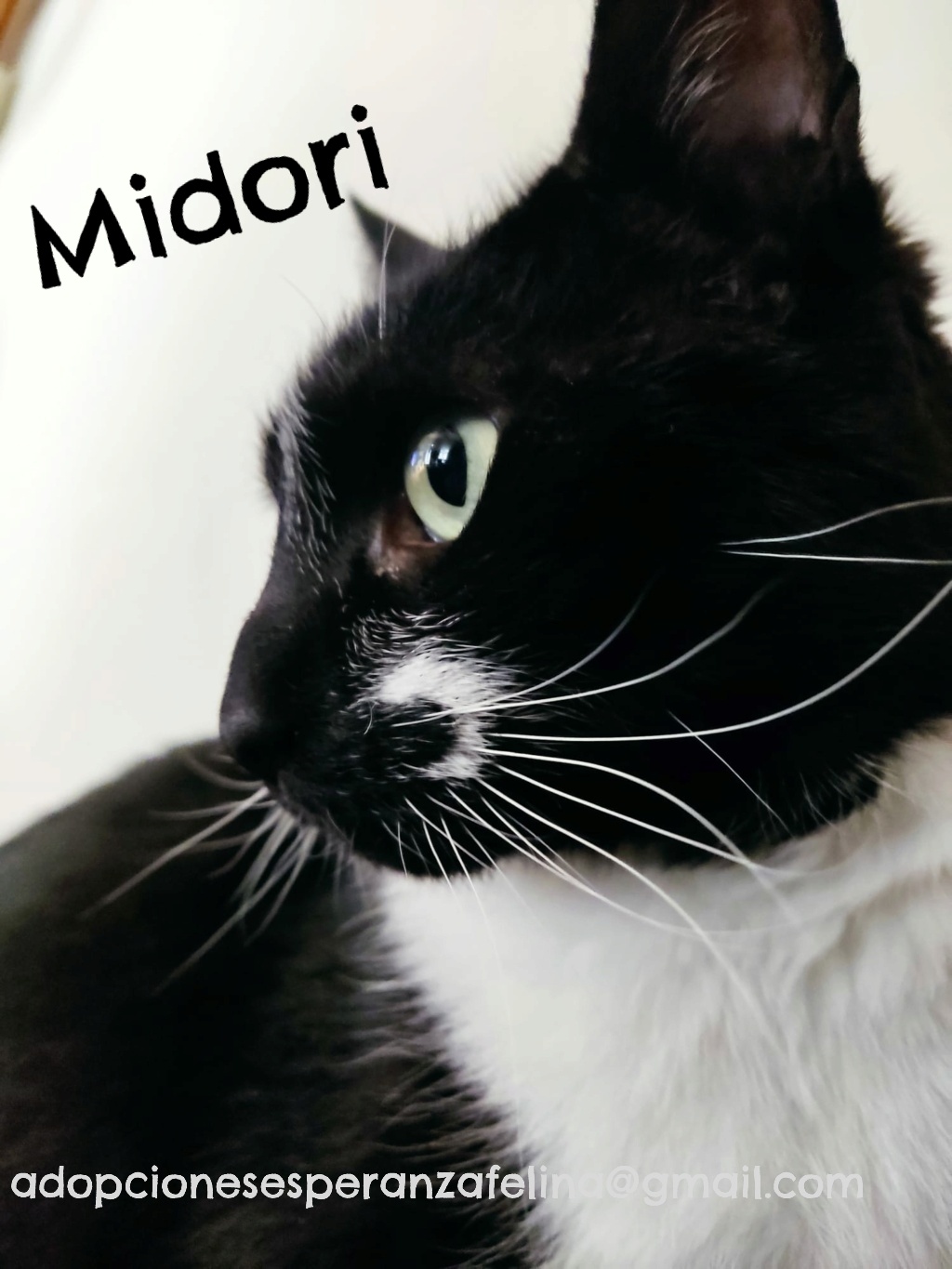 MIDORI, precioso gatito en adopción (F.Nac. 06/01/2017) - Página 3 20230410