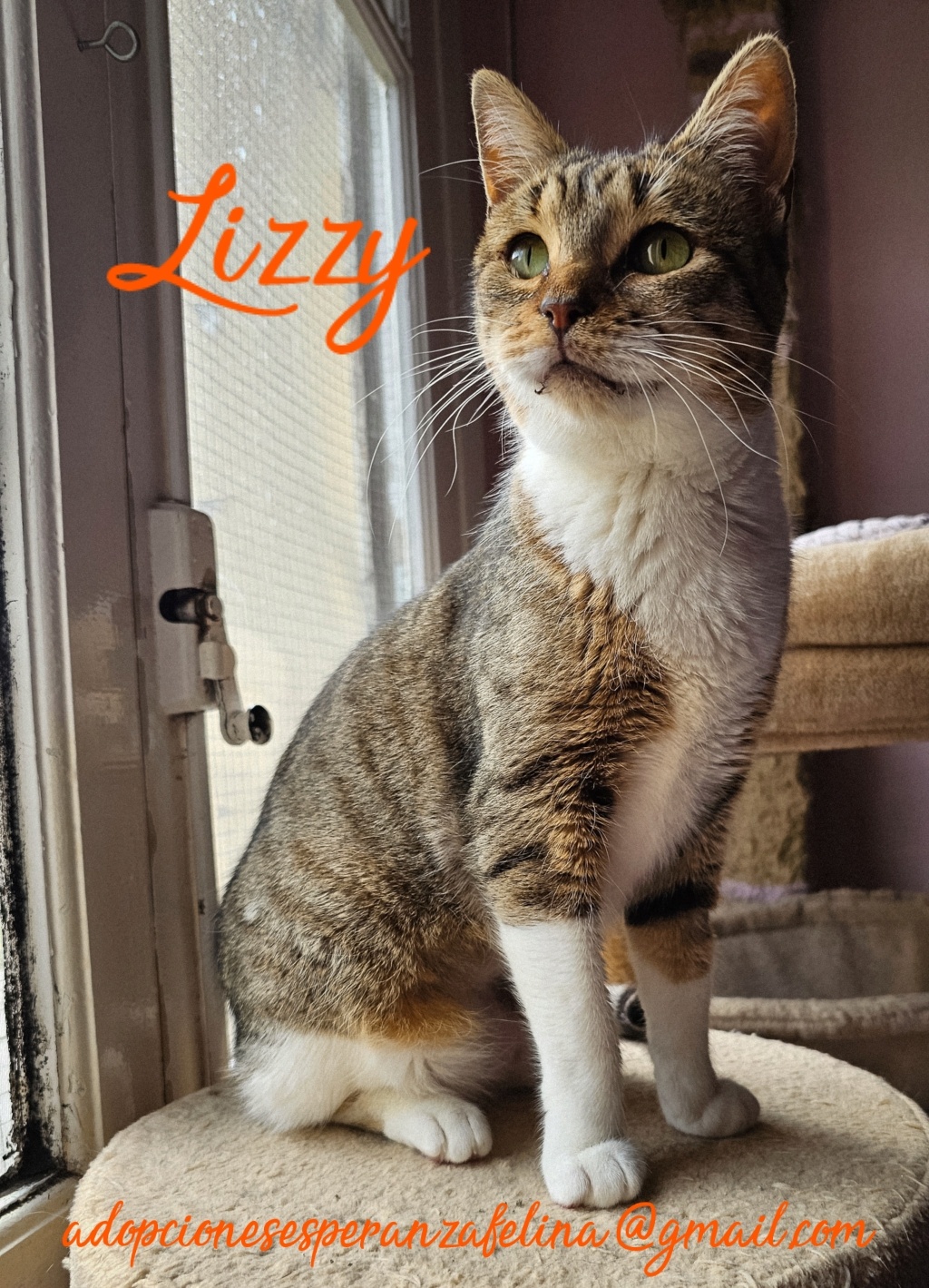 Lizzy, bomboncito en adopción. Álava (FNAprx. 01/05/2022) (+Leucemia) 20230411