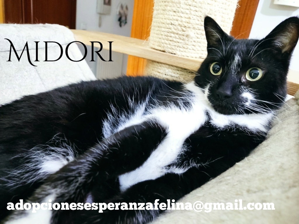 MIDORI, precioso gatito en adopción (F.Nac. 06/01/2017) - Página 3 20230511