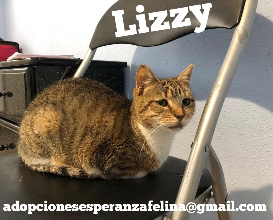 Lizzy, bomboncito en adopción. Álava (FNAprx. 01/05/2022) (+Leucemia) 20230610