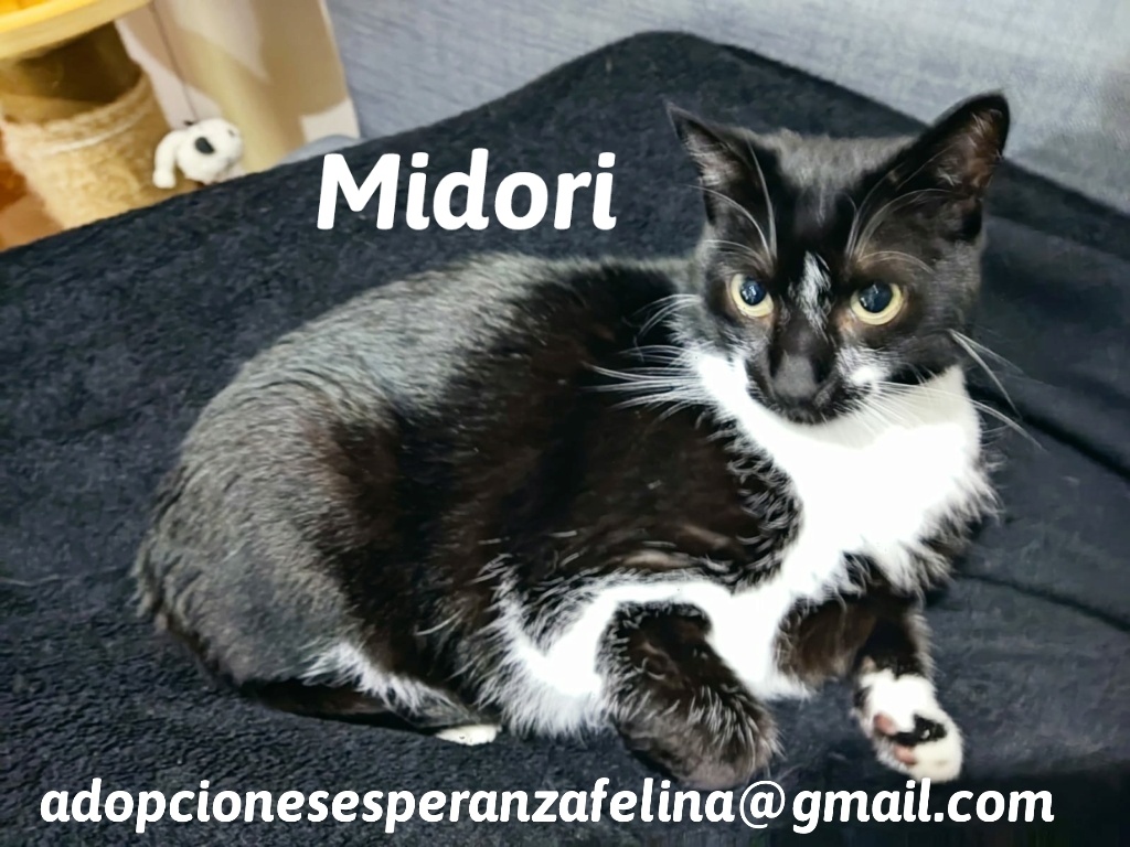 MIDORI, precioso gatito en adopción (F.Nac. 06/01/2017) - Página 3 20230712