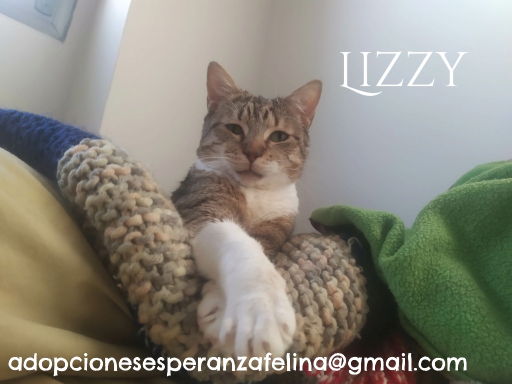 Lizzy, bomboncito en adopción. Álava (FNAprx. 01/05/2022) (+Leucemia) 20230811