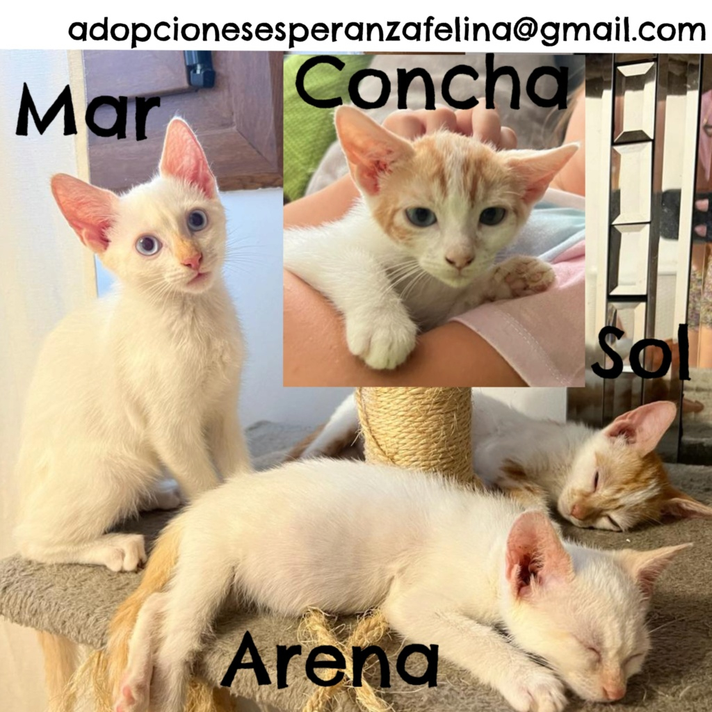 Mar, Arena, Concha y Sol en adopción. Álava-España (F.N. aprox. 24/04/23) 20230812