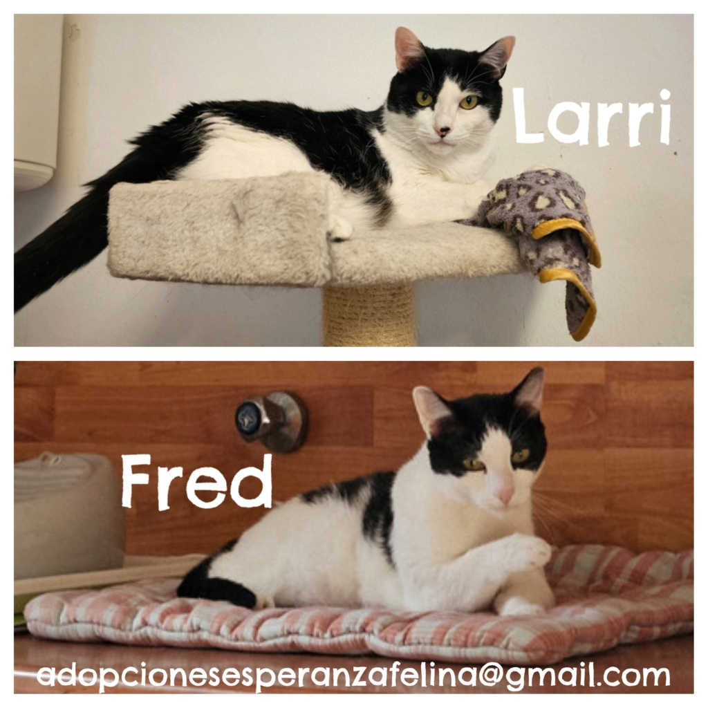 Fred y Larri, hermanitos en adopción (Álava-España f.n.aprox 09/03/15)  - Página 3 20230911