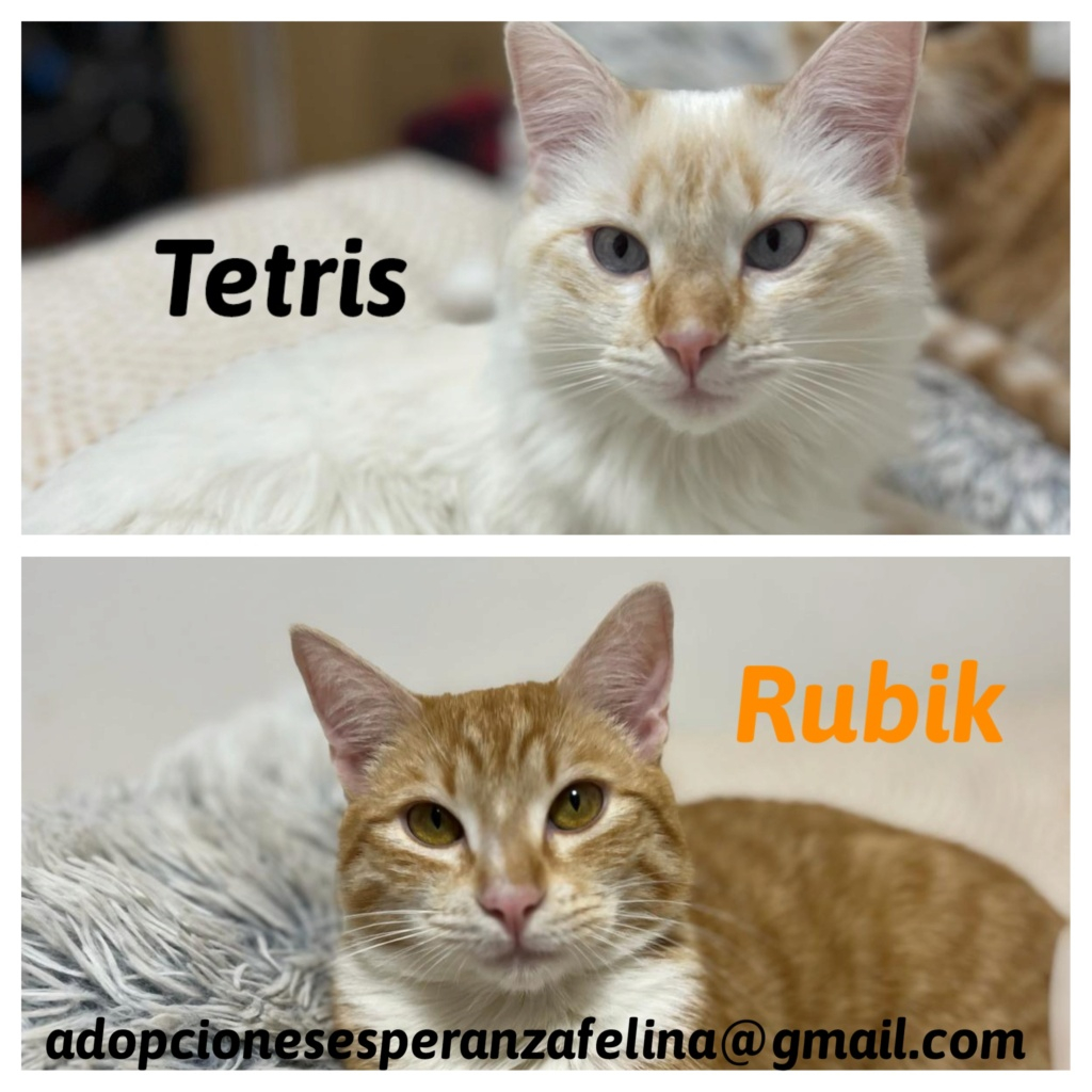 Tetris y Rubik, cachorritos en adopción. Álava, España (F. Nac.: 24/05/2023) 20240313