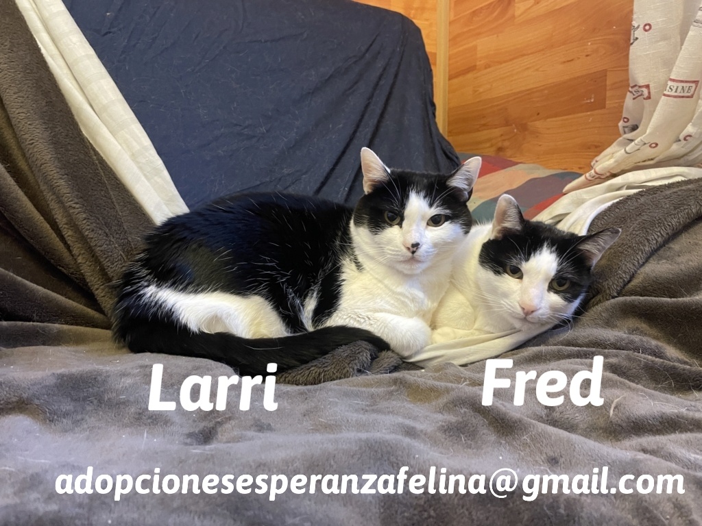 Fred y Larri, hermanitos en adopción (Álava-España f.n.aprox 09/03/15)  - Página 4 20240412