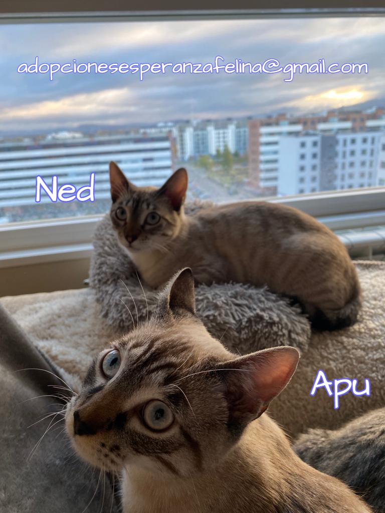 Apu y Ned en adopción.Alava, España. (F.n aprox 22/04/21)  Apu_y_10