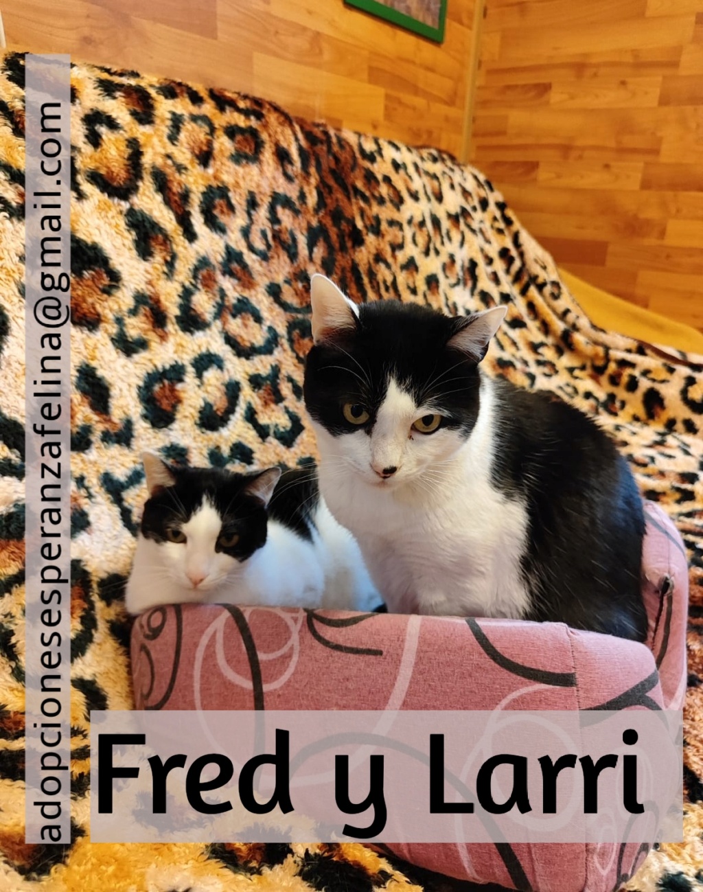 Fred y Larri, hermanitos en adopción (Álava-España f.n.aprox 09/03/15)  - Página 4 Befunk18