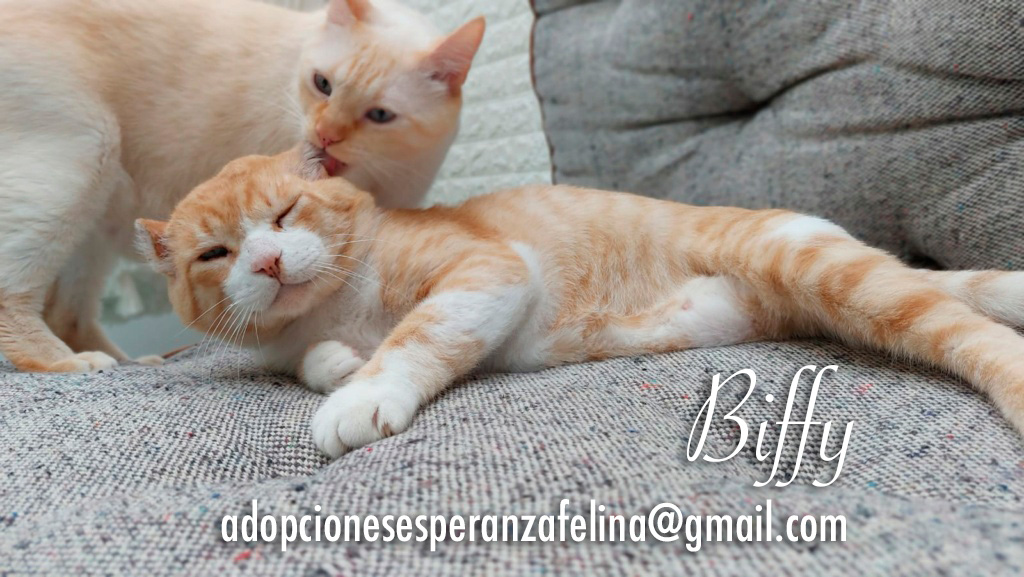 Biffy, tierno gatito en adopción, Álava, España (F. Nac. aprox. 19/08/2014) Biffy-10