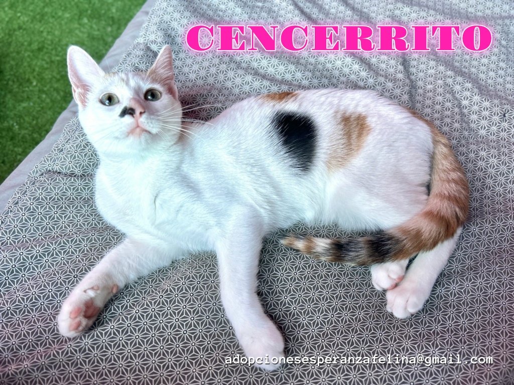 CENCERRITO, preciosa gatita en adopción (F.Nac. 29/04/23) Cencer12