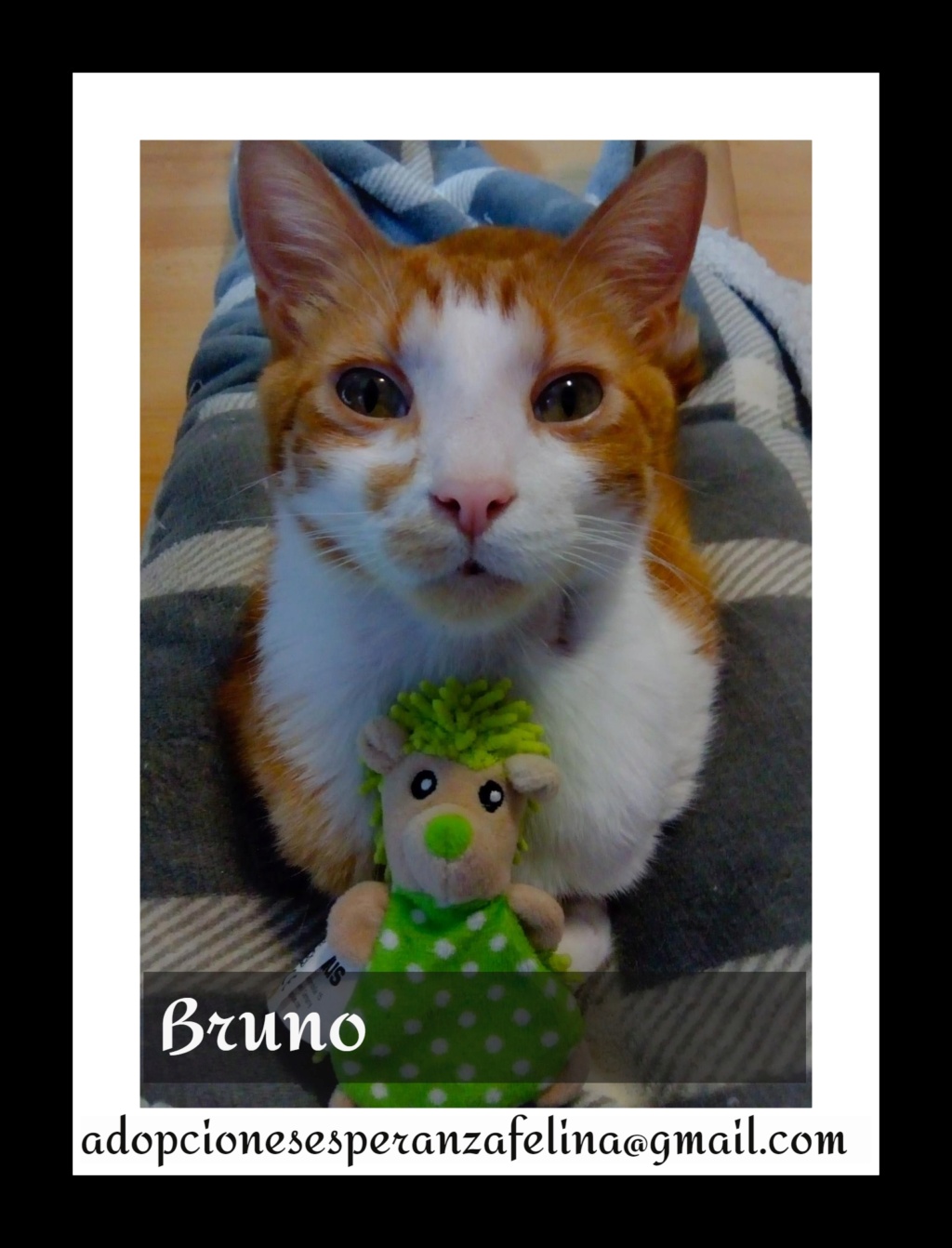 Bruno, mimosete en adopción. Álava, España.( F.n aprox 05/05/18) Difu_d10