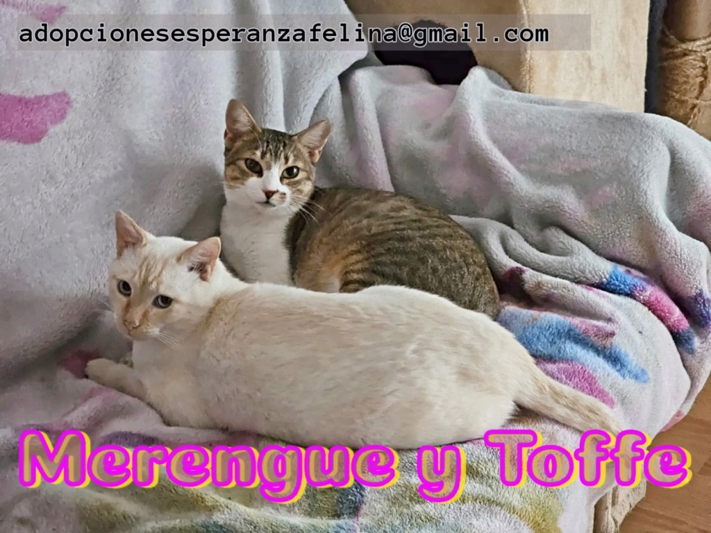 Merengue y Toffe (positivo a inmuno), preciosa pareja en adopción. Álava, España (F. Nac 05/05/2019) Difu_t10